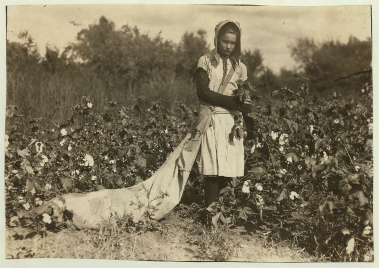 11-year-old girl picking cotton in Oklahoma, 1916